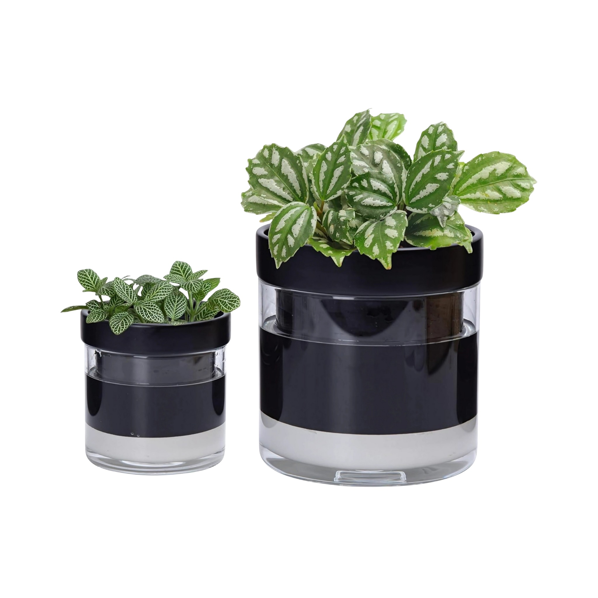 black terracotta self watering planter with glass reservoir indoor