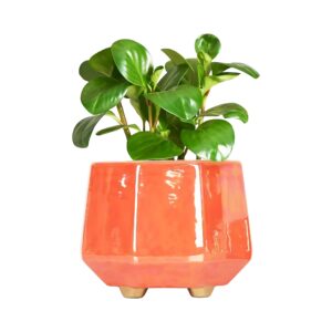 ceramic planter indoor plants modern minimalist flower pot peach decor